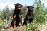 ROTTWEILER 199